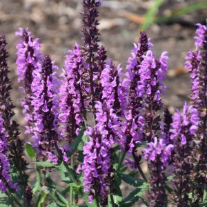 Pink Profusion Meadow Sage