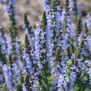 Color Spires Crystal Blue Sage