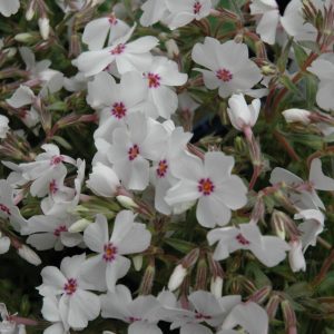 Amazing Grace Moss Phlox