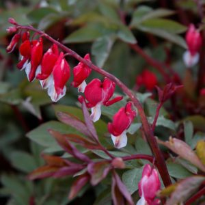 Valentine Bleeding Heart