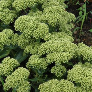 Rock 'N Grow Lemonjade Stonecrop