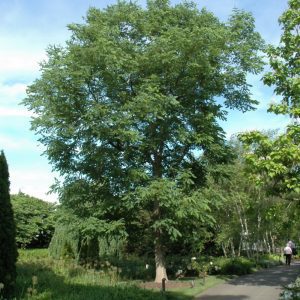Espresso Kentucky Coffeetree
