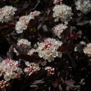 Tiny Wine Ninebark