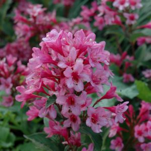 Sonic Bloom Pink Reblooming Weigela