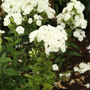 Luminary Backlight Garden Phlox