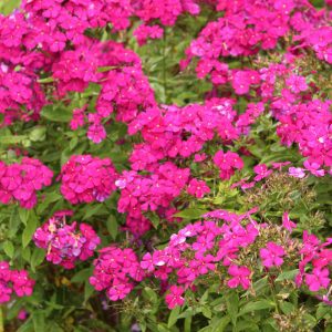 Luminary Ultraviolet Garden Phlox