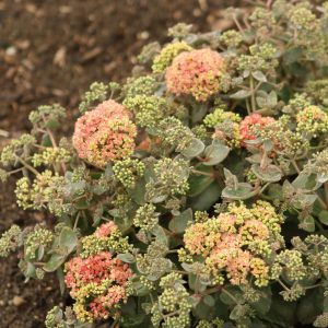Rock 'N Grow Coraljade Stonecrop