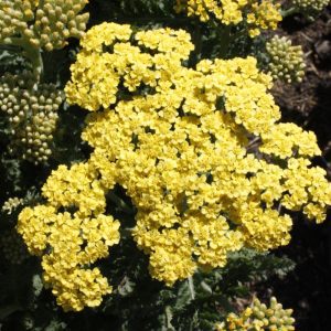 Firefly Sunshine Yarrow