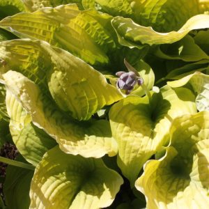 Shadowland Coast to Coast Hosta