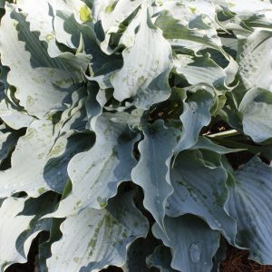 Dancing With Dragons Hosta