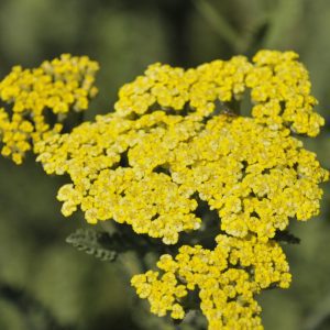 Sassy Summer Lemon Yarrow