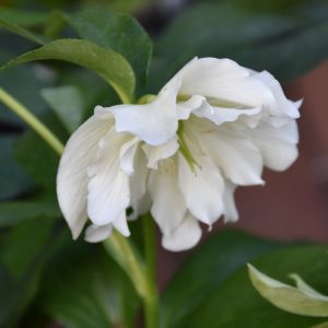Wedding Ruffles Hellebore