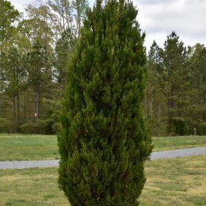 Spartan Juniper