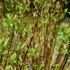 Arctic Fire Red Twig Dogwood