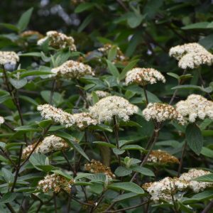 Alleghany Viburnum