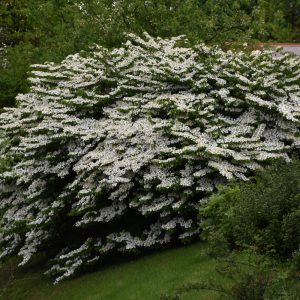 Maries Doublefile Viburnum