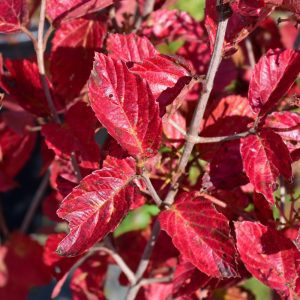 Chicago Lustre Viburnum