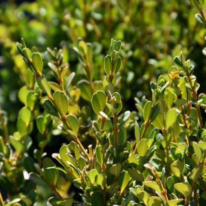 Schmidt Boxwood