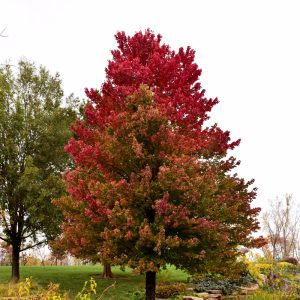 Red Sunset Red Maple