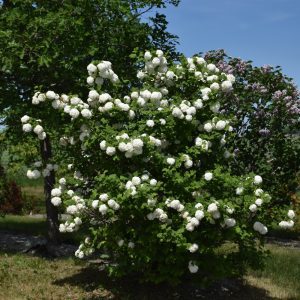 Snowball Viburnum
