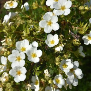 McKay's White Potentilla