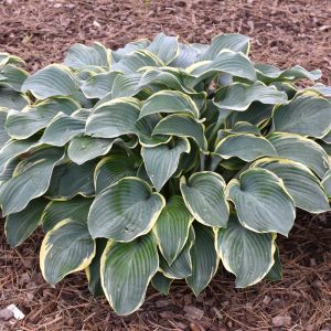 Regal Splendor Hosta