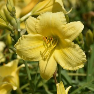 Stella Supreme Daylily