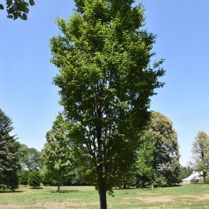 Musashino Zelkova