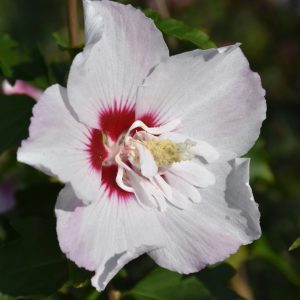 Fiji Rose of Sharon