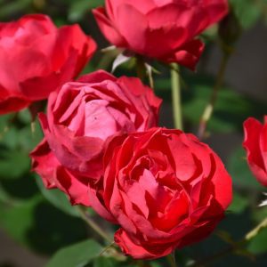 Oso Easy Double Red Rose