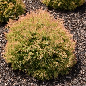 Fire Chief Arborvitae
