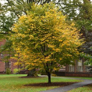 Yellowwood