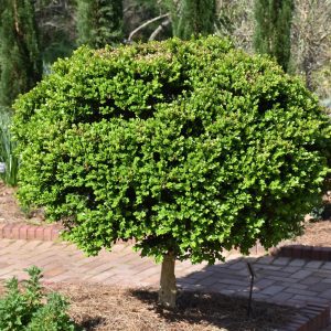 Common Boxwood (tree form)