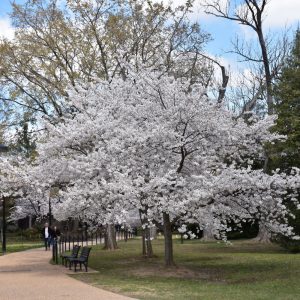 Yoshino Cherry