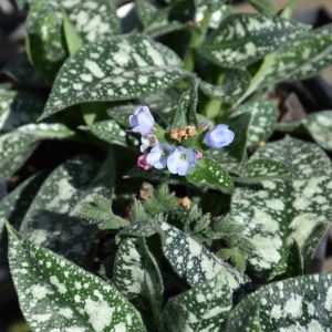 Twinkle Toes Lungwort