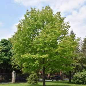 Red Oak