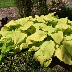 Dancing Queen Hosta