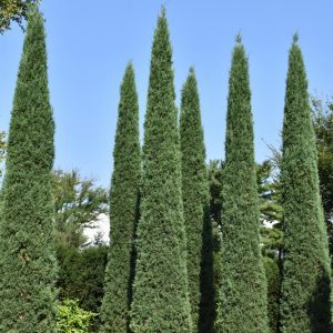 Taylor Redcedar