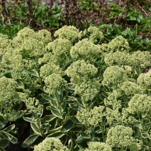 Frosted Fire Stonecrop