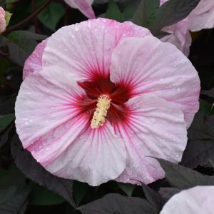 Summerific Perfect Storm Hibiscus