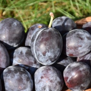 Italian Prune Plum