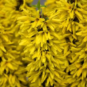 Show Off Sugar Baby Forsythia