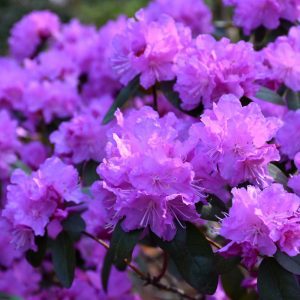 P.J.M. Elite Rhododendron