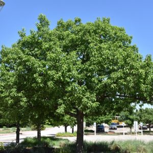 Chinkapin Oak