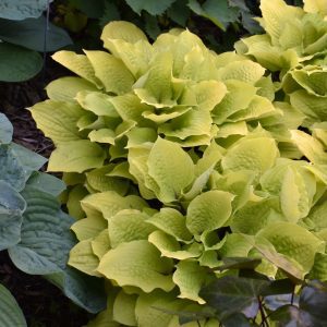 Fire Island Hosta