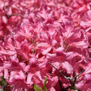 Rosy Lights Azalea
