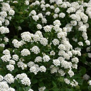 Tor Spirea