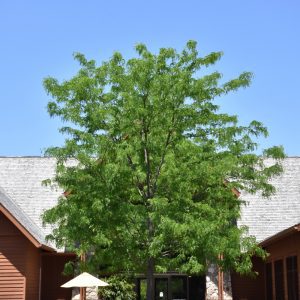 Skyline Honeylocust