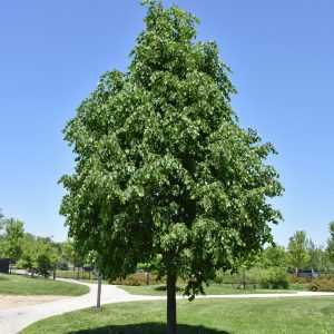 Greenspire Linden