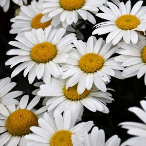 Snowcap Shasta Daisy